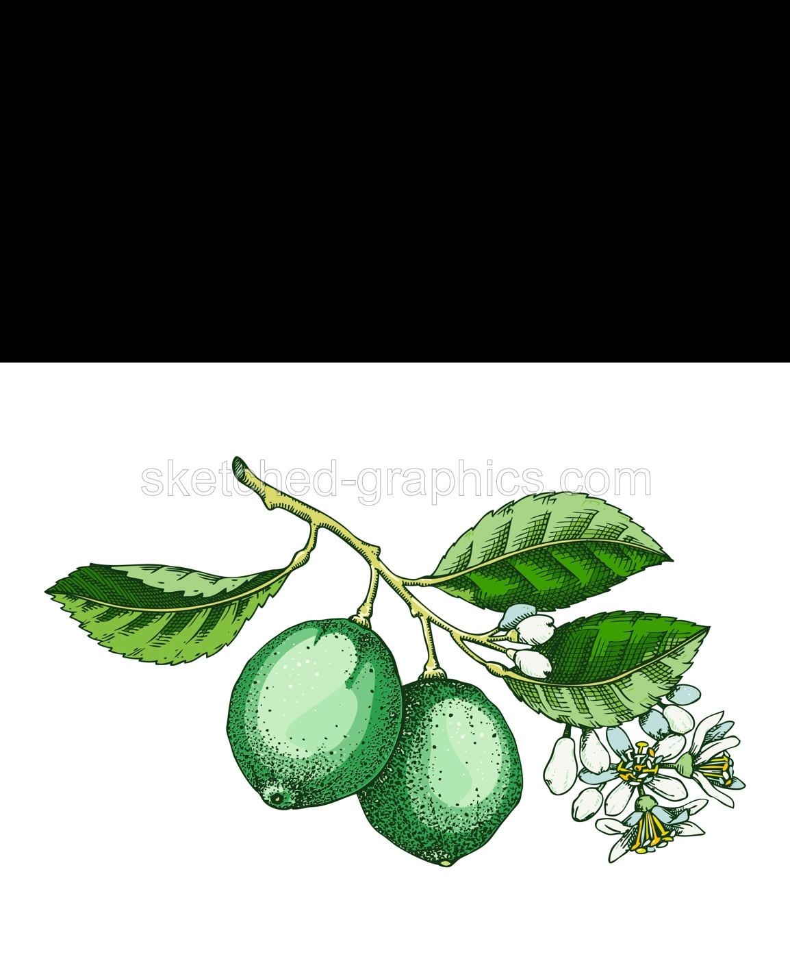 Lime fruit sketch in color. Citrus fruit tree branch with fruit and flowers. Hand-drawn vector illustration. Exotic plant drawing in watercolor style. Botanical design element. NOT AI-generated Illustration